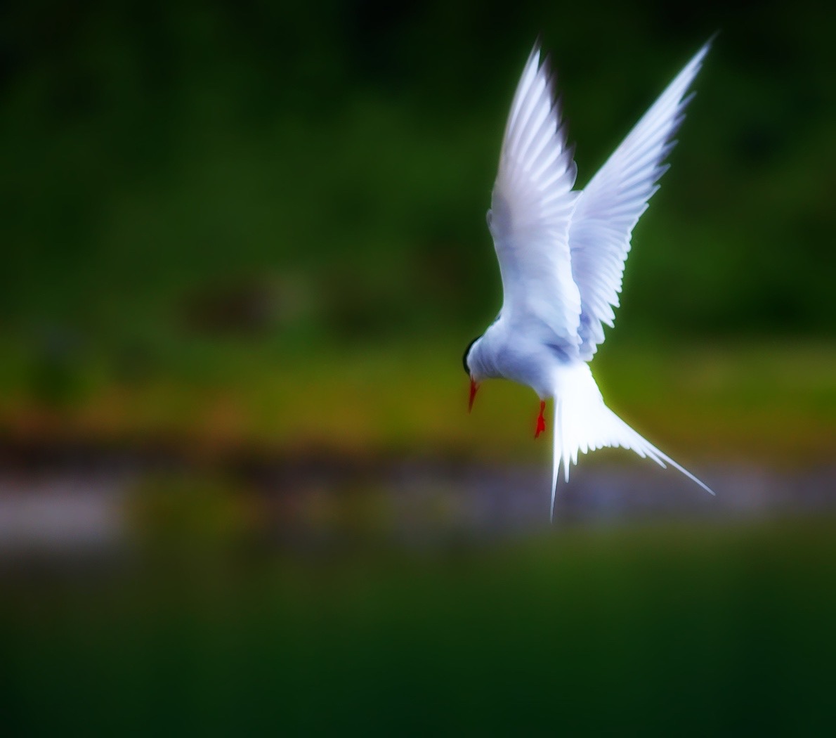 Arctic Tern